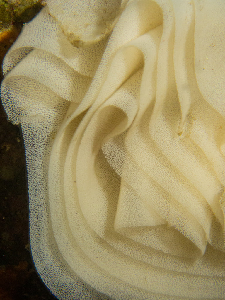 Nudibranch Egg Ribbon by Hannah Tilley