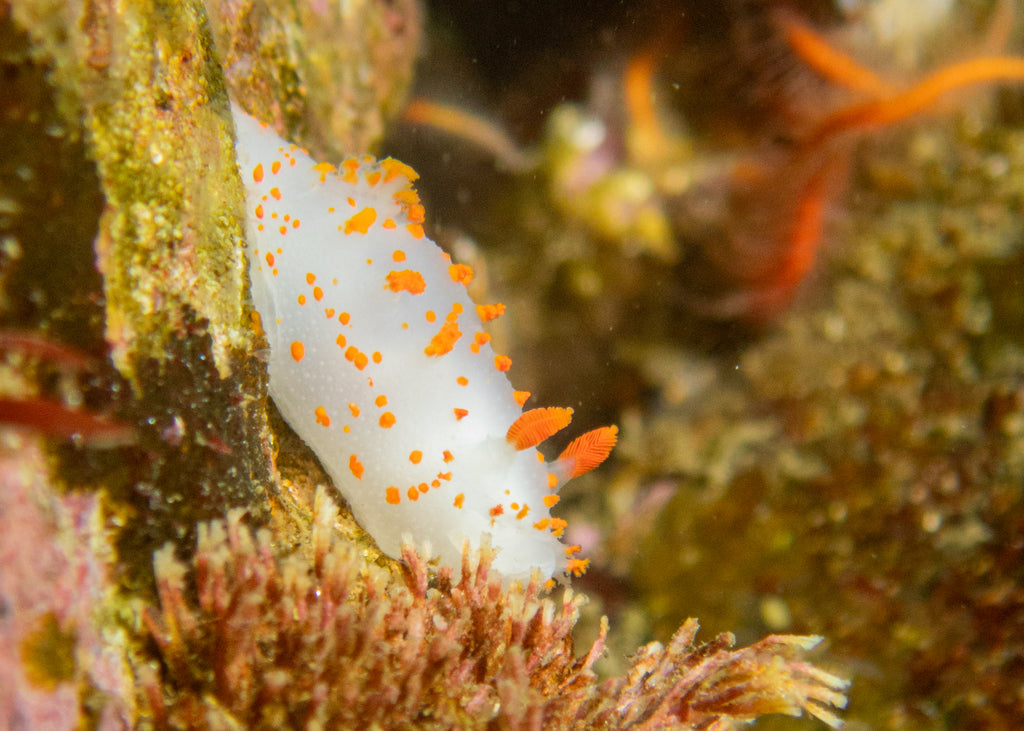 Clown Dorid Triopha catalinae Nudibranch by Hannah Tilley