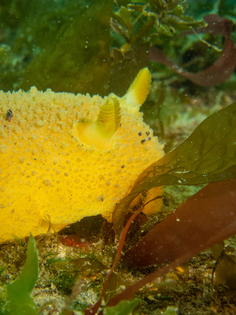 Monterey Dorid Doris montereyensis by Hannah Tilley