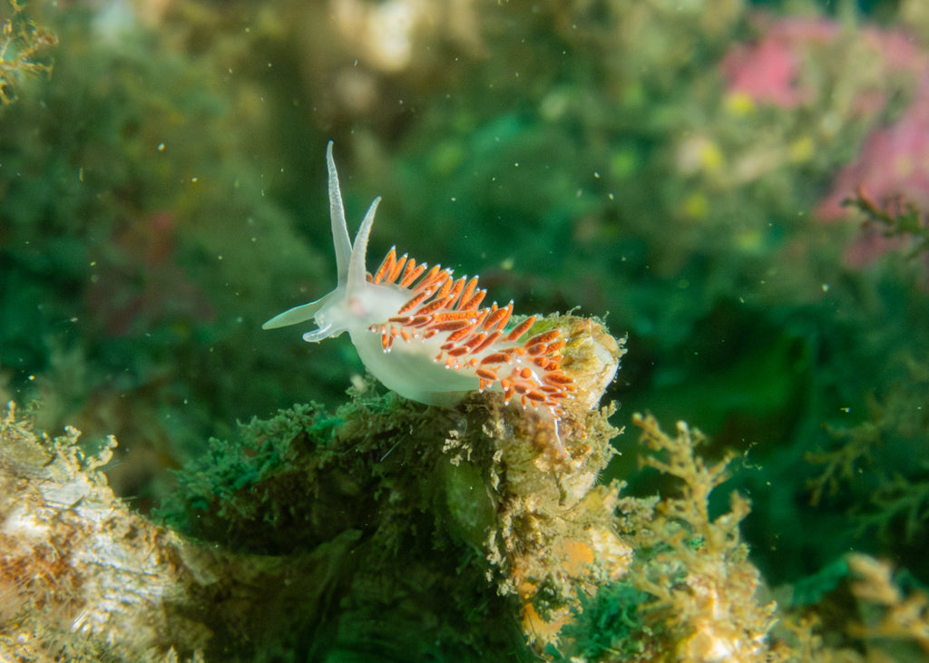 Red-fingered Coryphella Coryphella verrucosa by Hannah Tilley