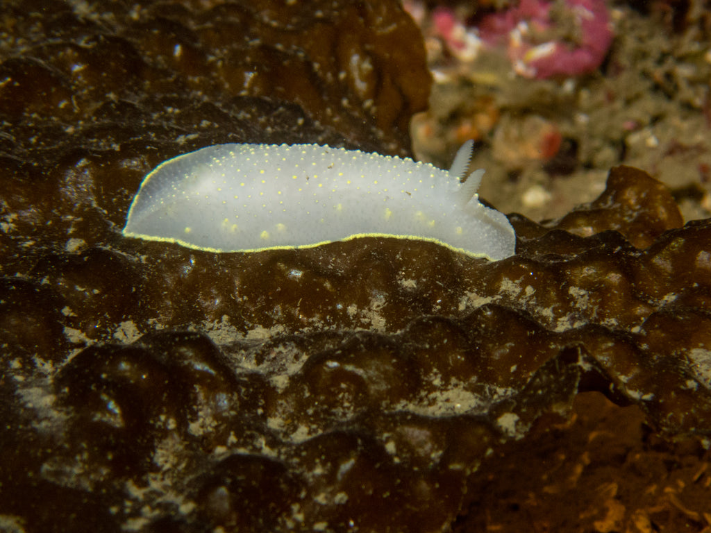 Yellow-edged Cadlina Cadlina luteomarginata by Hannah Tilley