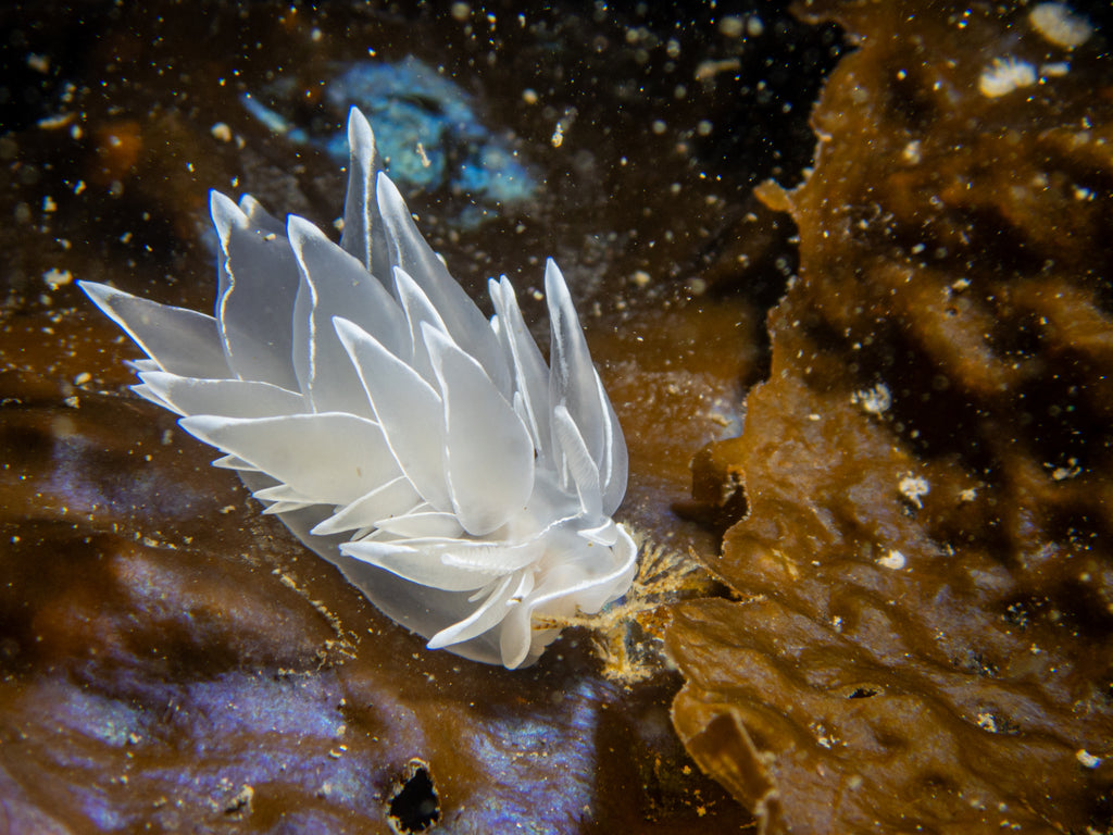 White-lined Dirona Dirona albolineata eating hydroids by Hannah Tilley