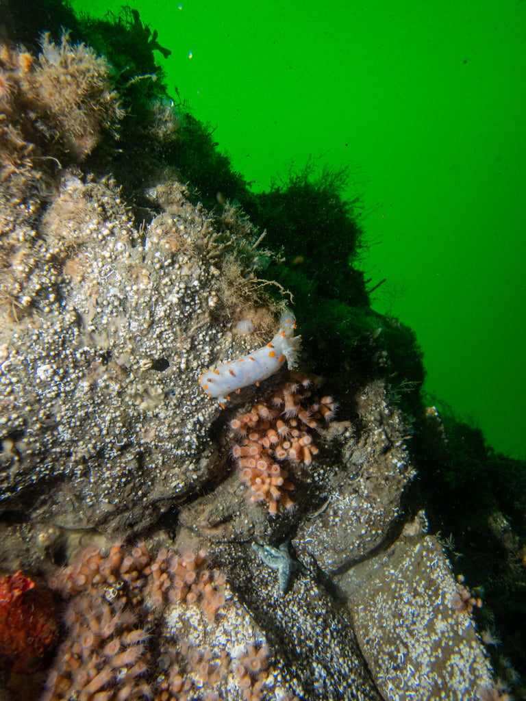 Modest Clown Dorid Triopha modesta by Hannah Tilley