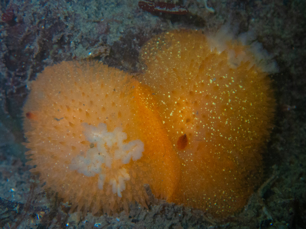 Sandalwood Dorid Acanthodoris lutea mating by Hannah Tilley