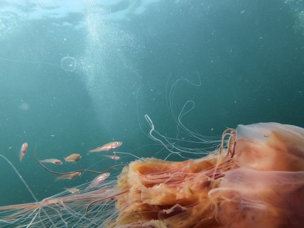 Pacific Lion's Mane Jelly Cyanea ferruginea by Hannah Tilley