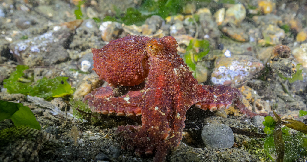 East Pacific Red Octopus Octopus rubescens by Hannah Tilley