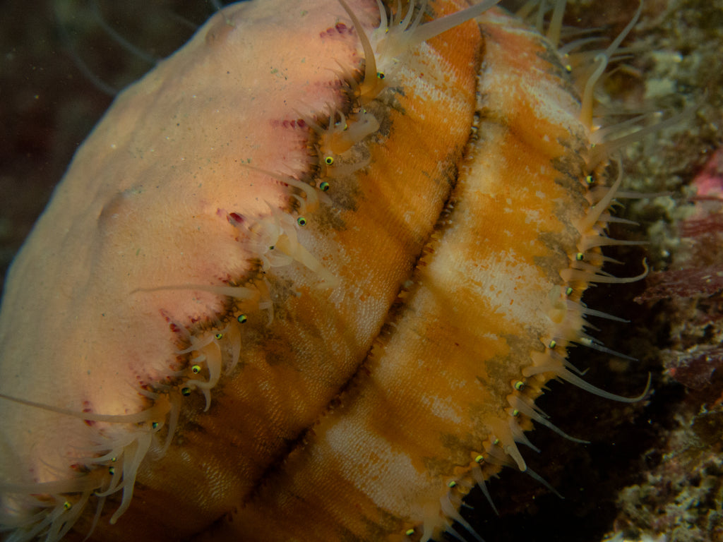 Spiny Scallop Chlamys hastata eyes by Hannah Tilley