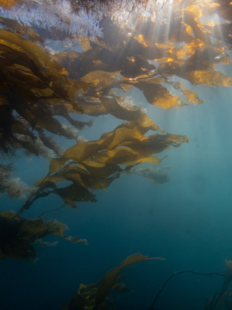 Kelp Forest scene in Seiku, Washington by Hannah Tilley