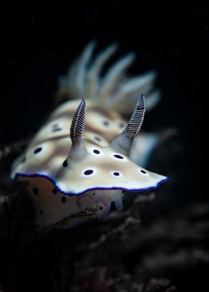 Hypselodoris tryonii Nudibranch by Charly Clerisse