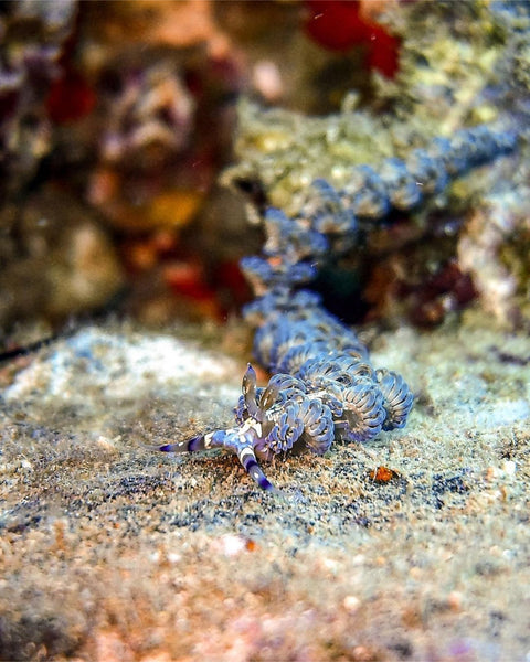 Photo of a Nudibranch by Ren Taylor