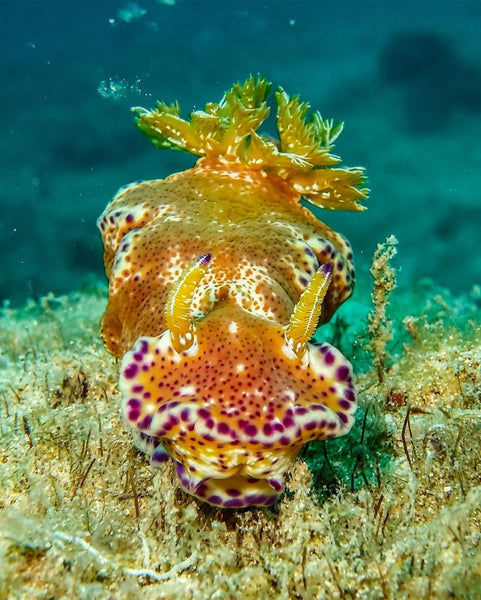 Photo of a Nudibranch by Ren Taylor