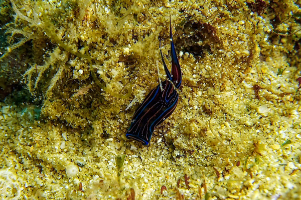 Photo of a Sea Slug by Ren Taylor