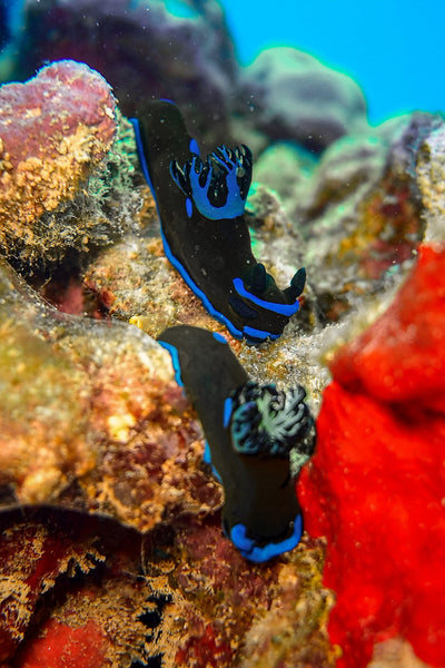 Photo of Nudibranchs by Ren Taylor