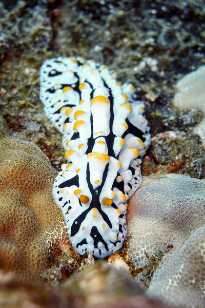 Photo of a Nudibranch by Ren Taylor