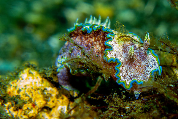 Nudibranch photo by Underwater Photographer Shaff Naeem