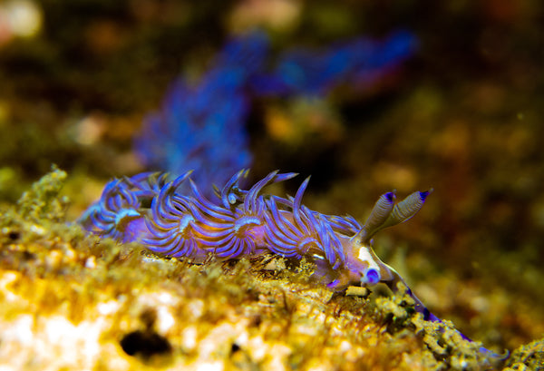 Nudibranch photo by Underwater Photographer Shaff Naeem