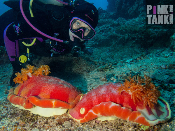 Giant Spanish Dancer Nudibranchs by Pink Tank