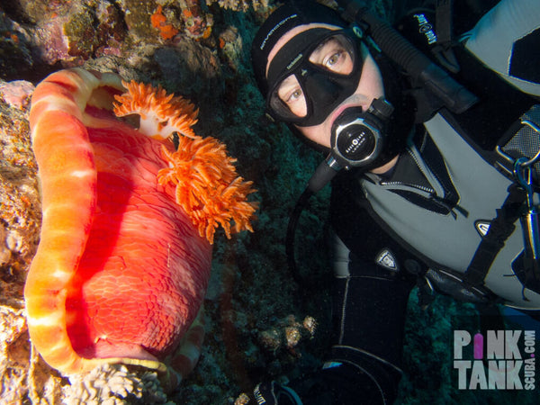 Giant Spanish Dancer Nudibranchs by Pink Tank