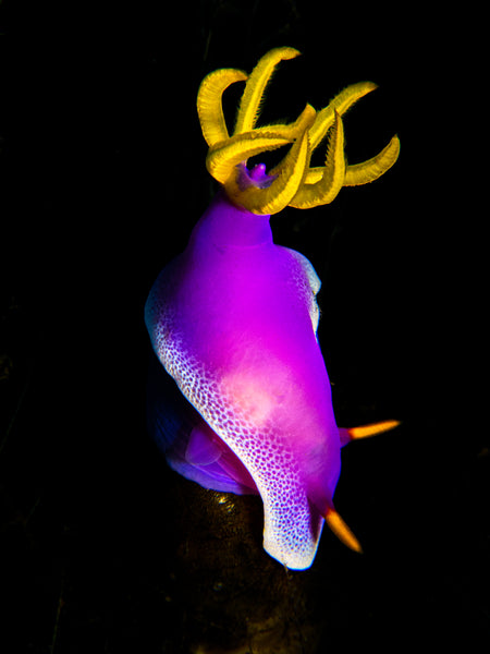 Nudibranch photo by Underwater Photographer Shaff Naeem