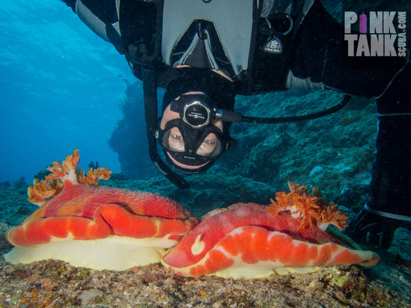 Giant Spanish Dancer Nudibranchs by Pink Tank