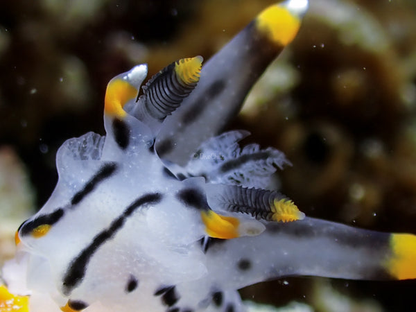 Closeup of Black and White Nudibranch