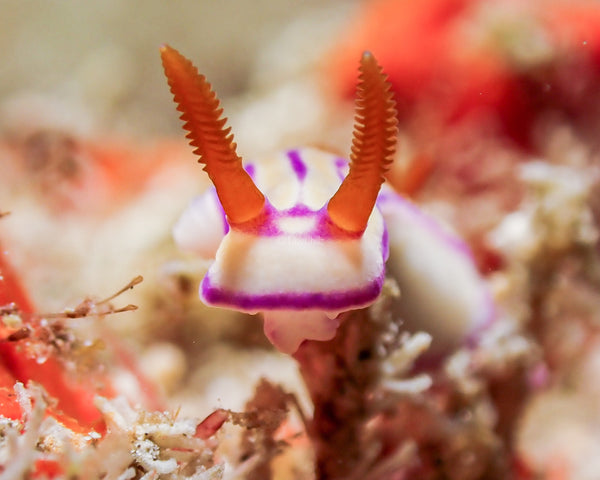 Closeup of Nudibranch Rhinophores