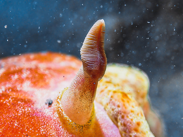 Closeup detail of Nudibranch Rhinophore