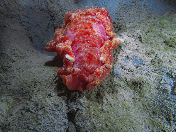 Spanish Dancer Nudibranch