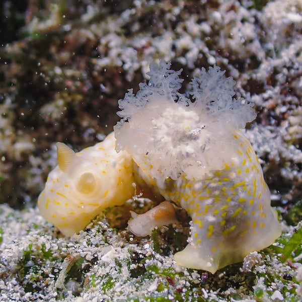 Yellow Nudibranch with focus on gills