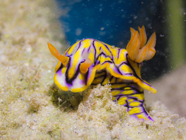 Yellow and Purple Nudibranch