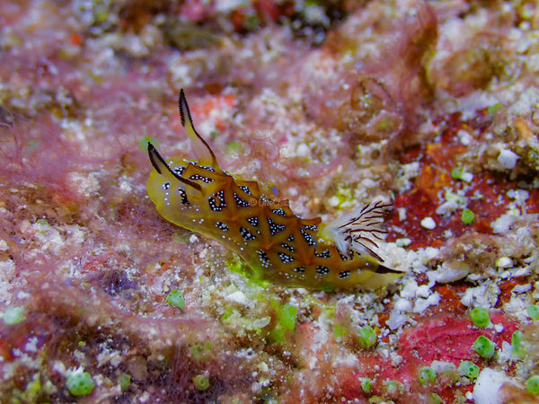 Yellow and black Nudibranch crawling across a red rock