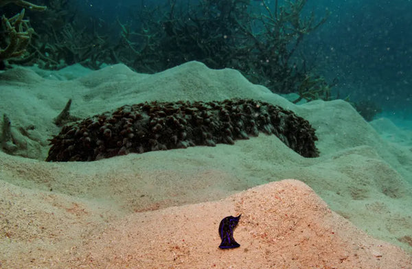 A blue velvet nudibranch crawls on the sand in front of a large sea cucumber in the Great Barrier Reef off the coast of Cairns, Australia October 26, 2019. (credit: REUTERS/LUCAS JACKSON)