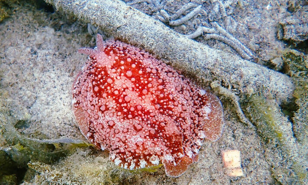 A nudibranch of the seabed of Ardmair Bay.