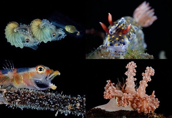 Anilao Underwater Photo Competition