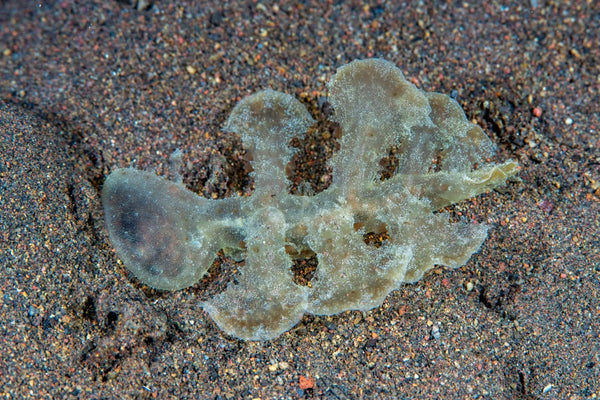 Melibe viridis Nudibranch by DiveIvanov