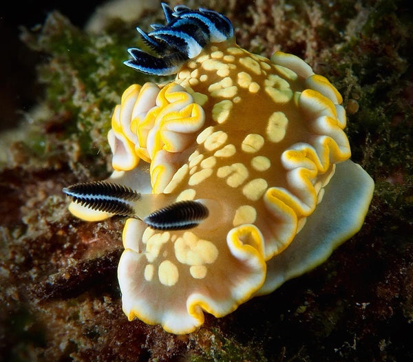 1. Tom Smith's Nudibranch (Ardeadoris tomsmithi)⁠ 📸 @_divewithdave_⁠ 📍 Red Hill Dive Site, Maui⁠