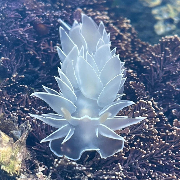 Dirona albolineata⁠ 📸 @cristina_science⁠ 📍 Lime Kiln Point State Park, WA