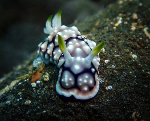 Goniobranchus geometricus⁠ 📸 @chumanity⁠ 📍 Indonesia