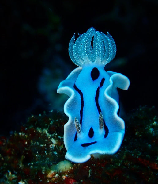 Chromodoris willani⁠ 📸 @amazingcritterpix⁠ 📍 Anilao, Batangas, Philippines