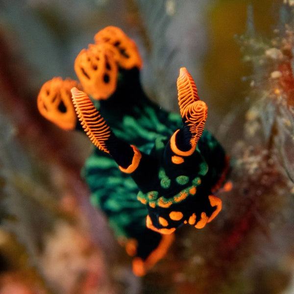 Nembrotha kubaryana⁠ 📸 @timo_uw⁠ 📍 Tulamben, Indonesia⁠