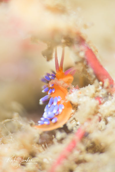 Frilled nudibranch, Leminda millecra, with amphipods at Drop Zone dive site in Gordon’s Bay.