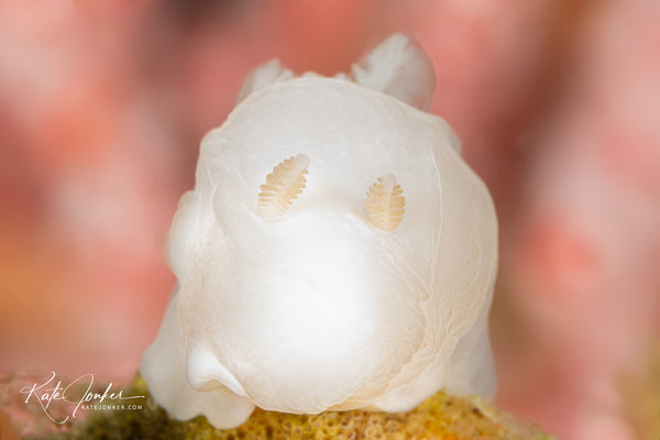 Ghost nudibranch, Lecithophorus capensis, at Whirlpool Cove in Rooi Els, False Bay.