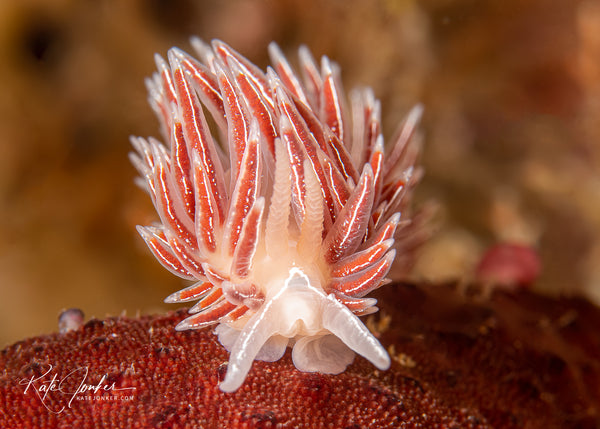 White edged nudibranch, Flabellina capensis, at Steenbras Deep dive site in Gordon’s Bay.