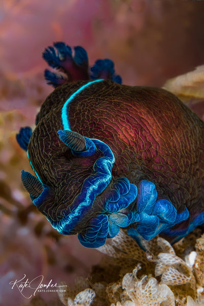 Black nudibranch, Tambja capensis, at Steenbras Deep in Gordon’s Bay.