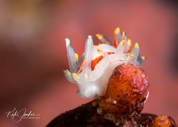 Fiery nudibranch, Okenia amoenula, at Steenbras River Mouth dive site in Gordon’s Bay.