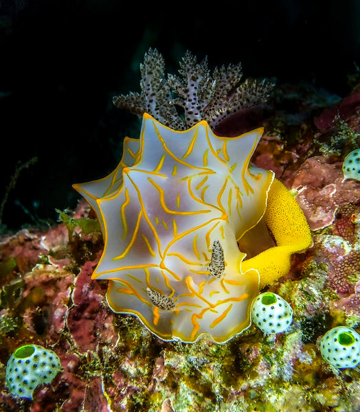 Halgerda diaphana Nudibranch at Keramas Islands in Okinawa
