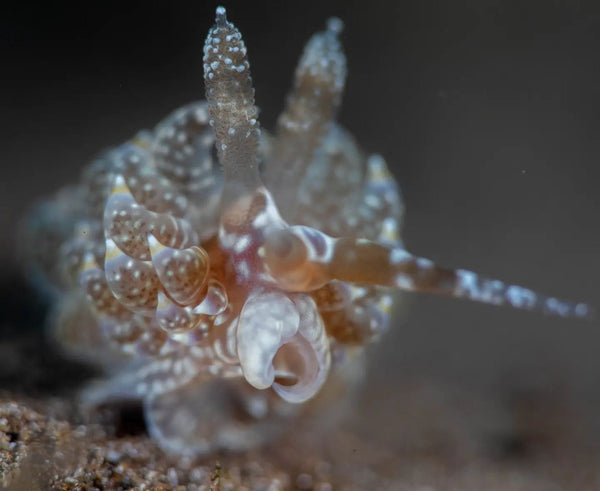 Baeolidia moebii nudibranch macro photo