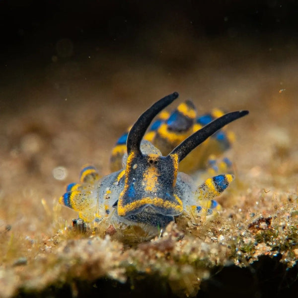 Costasiella species nudibranch macro photo