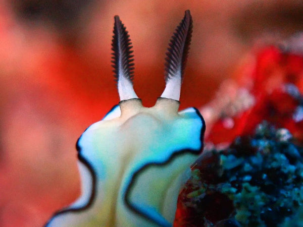 Doriprismatica atromarginata nudibranch macro photo