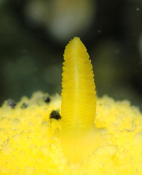 Doris montereyensis Rhinophore nudibranch macro photo